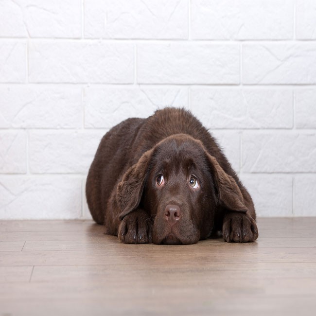 Cane stressato: capire i segnali e agire rapidamente